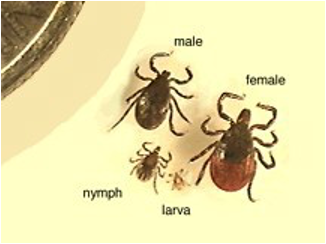 Ticks in various stages