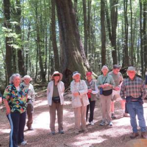 WWURA members hiking in the wood under a canopy of mature evergreens